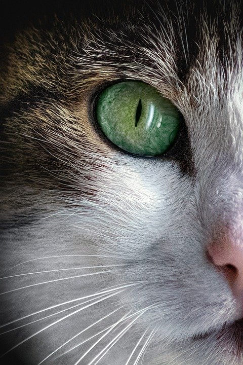 Pet