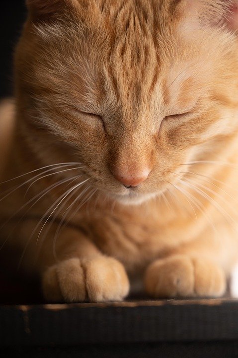 Pet