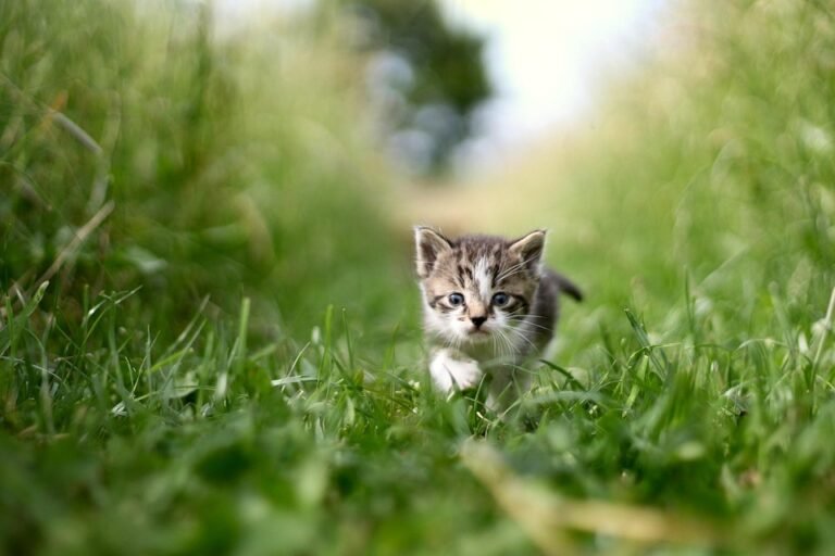 Pet