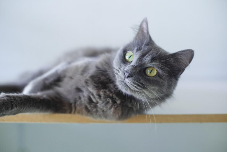 Pet