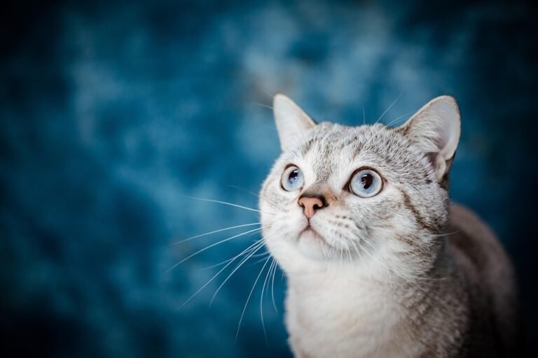 Pet