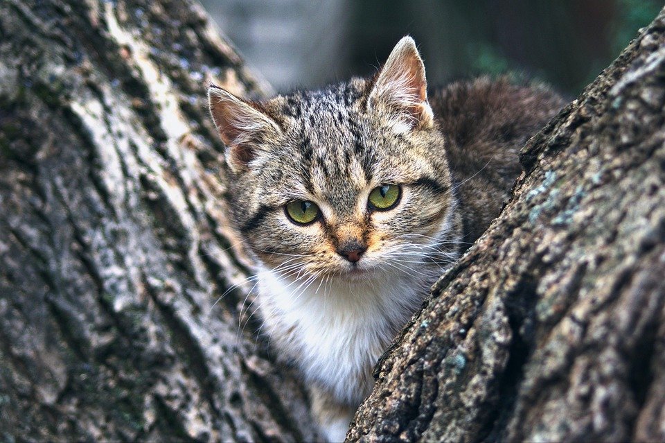 Pet