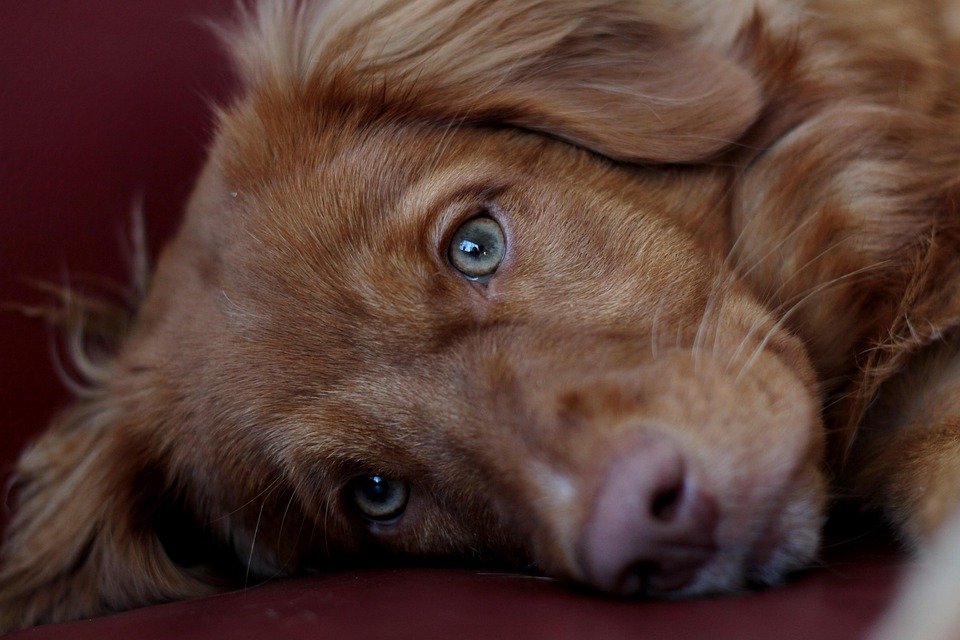 Pet